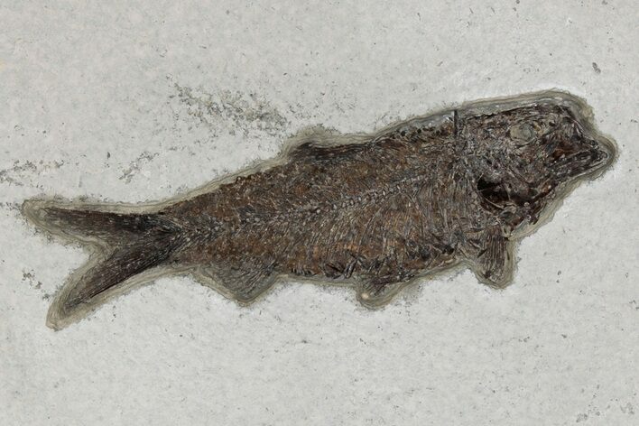 4.9" Detailed Fossil Fish (Knightia) - Wyoming